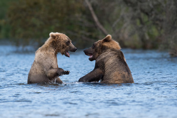 Obraz premium Two Alaskan brown bears playing