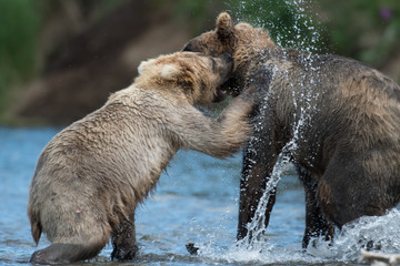 Two Alaskan brown bears playing