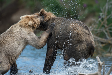 Two Alaskan brown bears playing