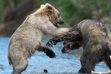 Two Alaskan brown bears playing