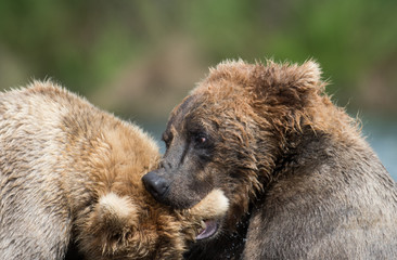 Two Alaskan brown bears fighting