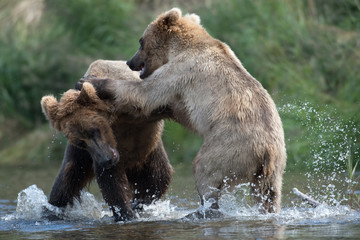 Obraz na płótnie Canvas Two Alaskan brown bears fighting
