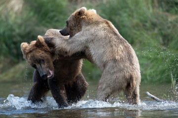 Naklejka premium Two Alaskan brown bears fighting