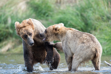 Two Alaskan brown bears fighting