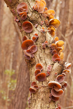 Tasty Judas Ear fungus Auricularia auricula-judae