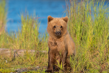 Alaskan brown bear cub © Tony Campbell