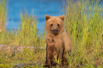 Alaskan brown bear cub © Tony Campbell