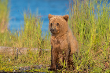 Alaskan brown bear cub © Tony Campbell