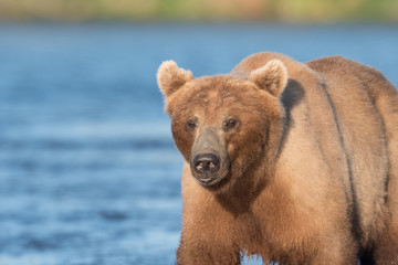 Alaskan brown bear sow