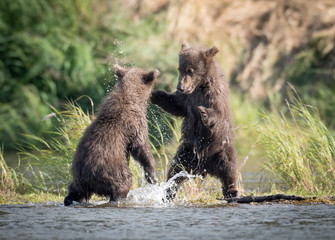 Two cute brown bear cubs playing