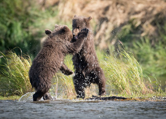 Two cute brown bear cubs playing