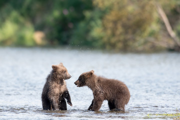 Obraz premium Two cute brown bear cubs playing
