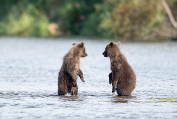 Obraz premium Two cute brown bear cubs playing