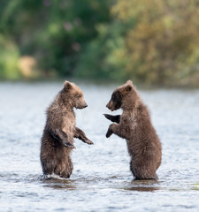 Obraz premium Two cute brown bear cubs playing