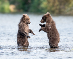 Obraz premium Two cute brown bear cubs playing