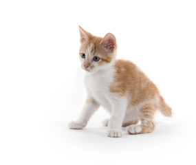 Cute kitten on white