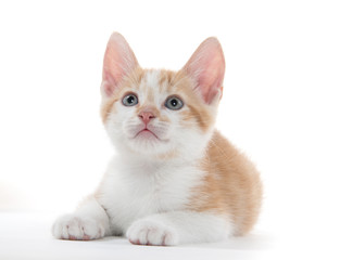Cute kitten on white