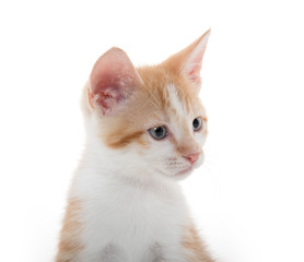 Portrait of cute kitten
