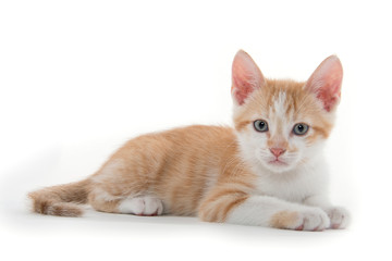 Cute kitten laying down