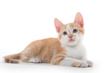 Cute kitten laying down