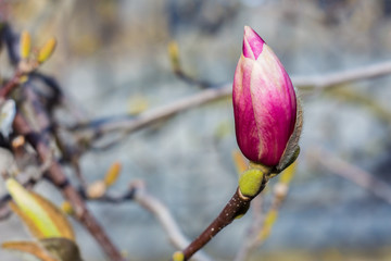 Purple bud in spring