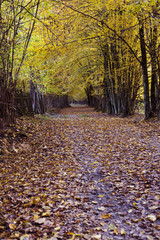 Vukomericke gorice - autumn landscape