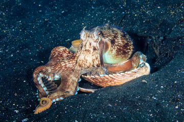 Coconut Octopus arranging shells