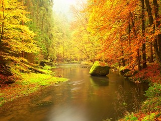 Autumn colorful forest above mountain river. Water under leaves trees.