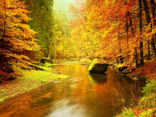Autumn colorful forest above mountain river. Water under leaves trees.