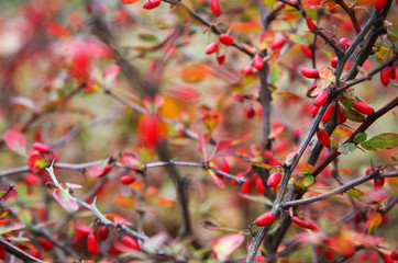 Barberry bush in autumn 1