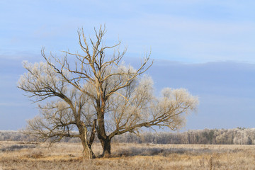 high dry tree is covered with a layer of frost