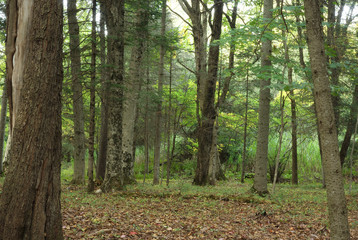 Naklejka premium north america green forest coniferous trees and sunlight 