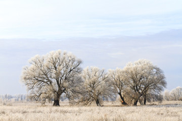 first frost covered trees
