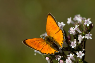Orange butterfly 