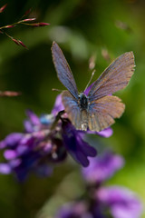 Purple butterfly 