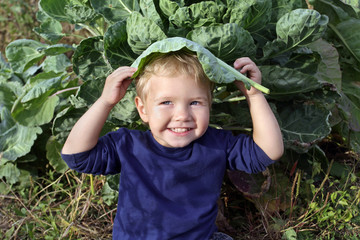 The little white child Toddler sits having covered about cabbage