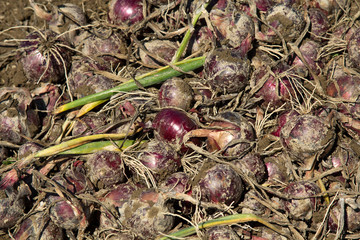 Harvest of red organic onion on the ground.