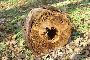 Pilzkrankheit im Baumstamm