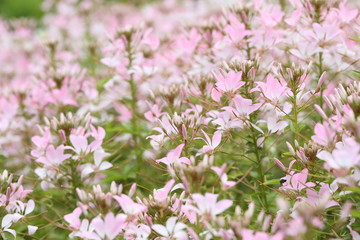 クレオメの花畑