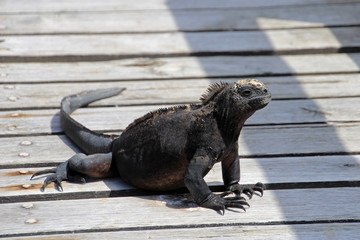 A Galapagos Marine Iguana walking, amblyrhynchus cristatus