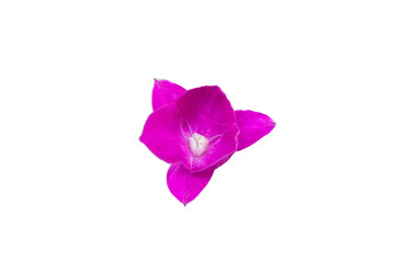 Pink orchid white background