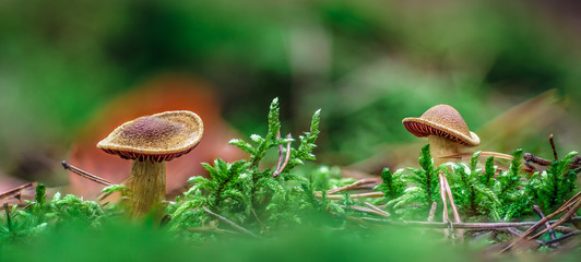 Two Mushrooms interacting