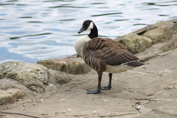 bird
