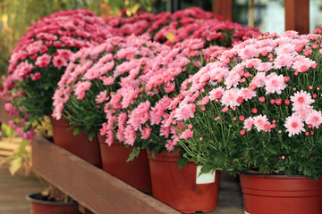 Pink chrysanthemums, flower pot plants decorating. Autumn Flower store
