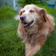 Loyal Golden Retriever Relaxing on the Grass