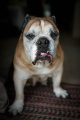 English Bulldog with Underbite