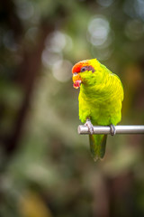 Hungry Little Parakeet Eating a Seed