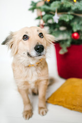 Cute puppy dog near decorated Christmas tree in studio