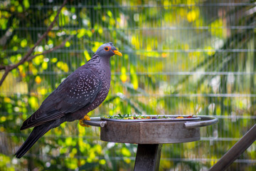 Bird at Feeding Time