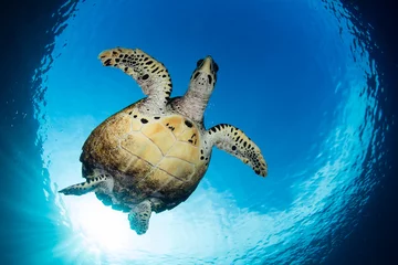 Deurstickers Schildpad Karetschildpad zwemmen in blauw water
